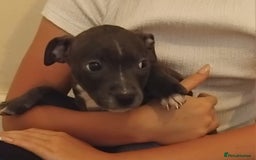 Staffordshire Bull Terrier dogs for sale: Blue Staff Puppies - Image 6