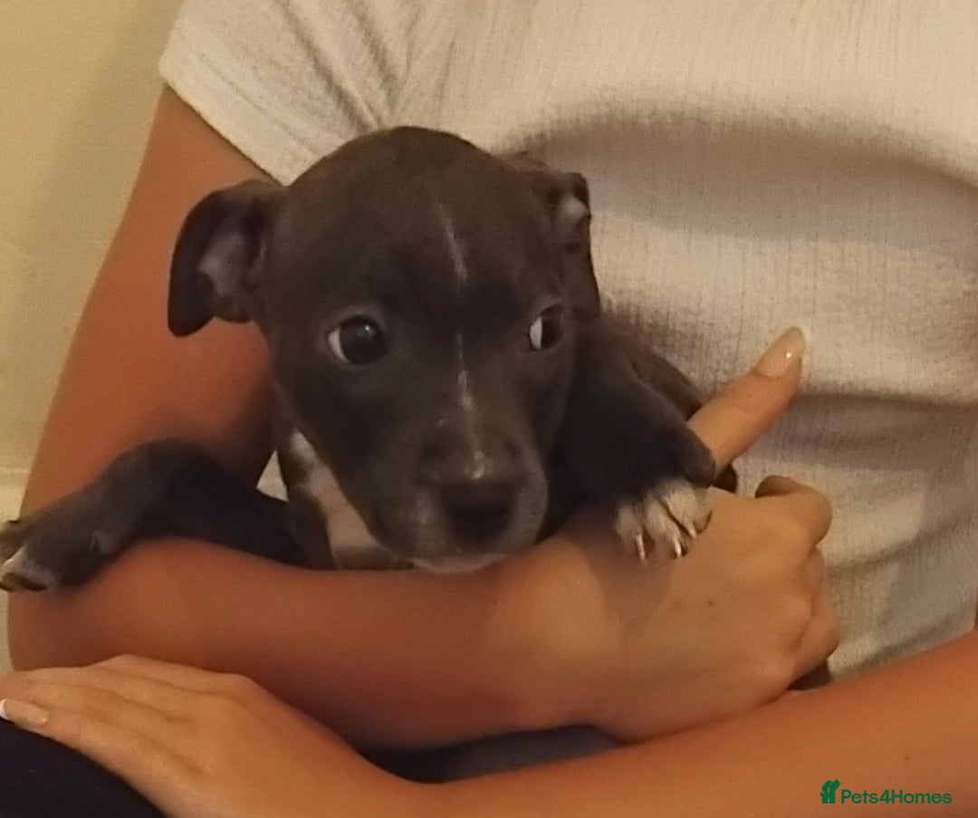 Staffordshire Bull Terrier dogs for sale: Blue Staff Puppies - Image 6