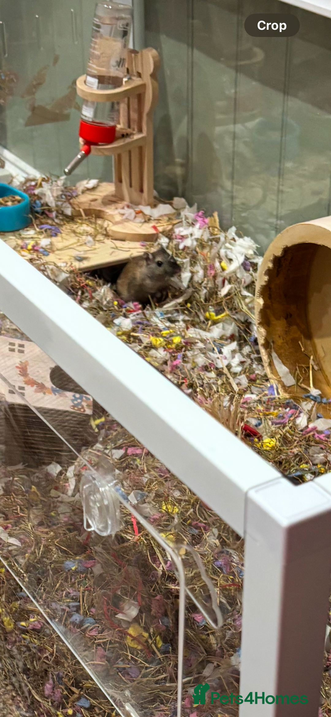Gerbil rodents for sale: Peanut ( male gerbil 1 year 7 months) - Image 1