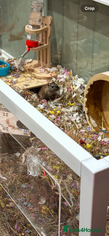 Gerbil rodents - Advert 1