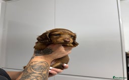 Miniature Dachshund dogs for sale: Beautiful Longhair miniature Dachshund - Image 4