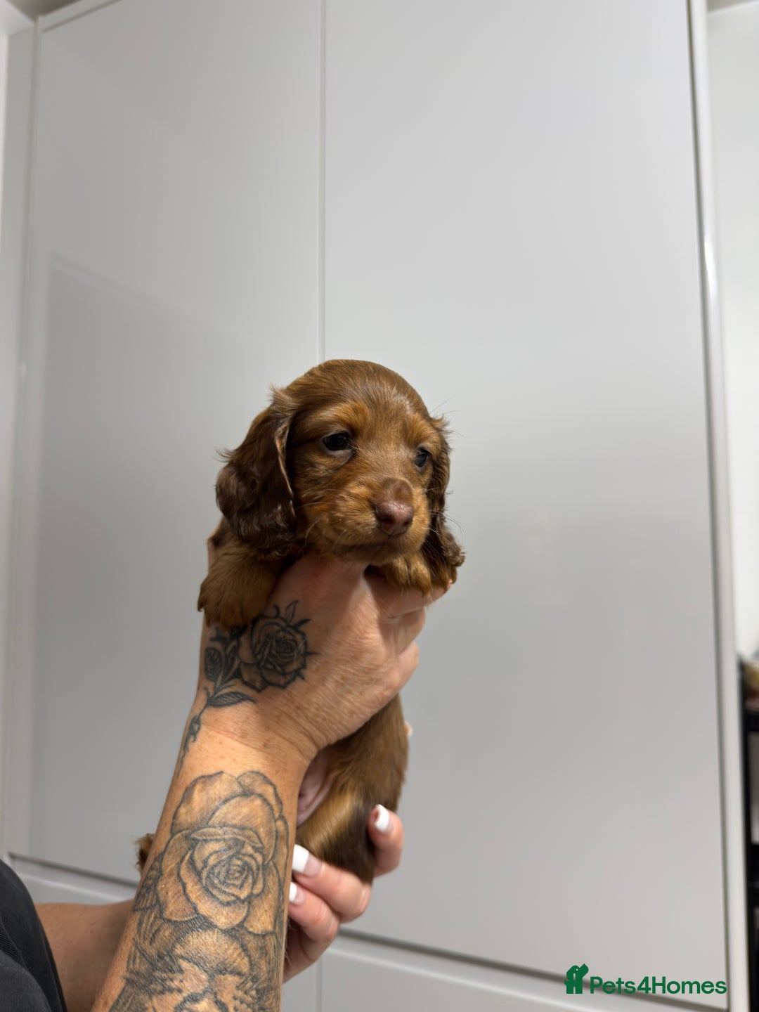 Miniature Dachshund dogs for sale: Beautiful Longhair miniature Dachshund - Image 4