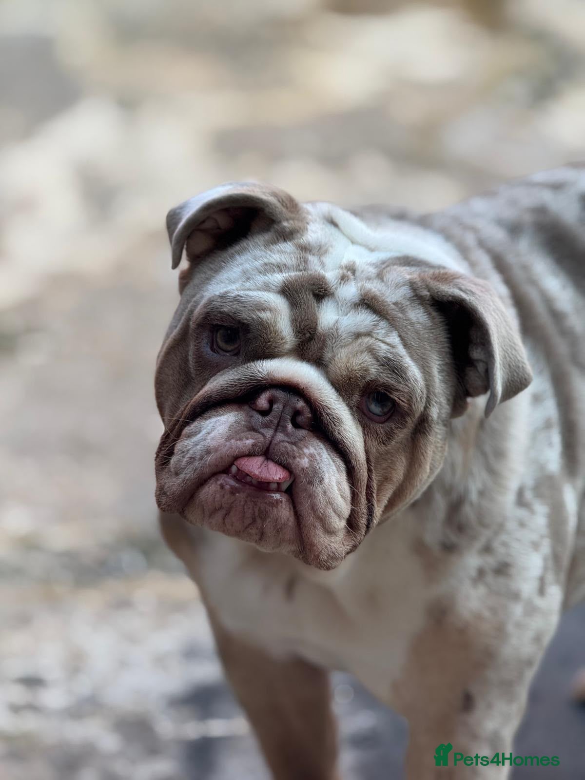 English Bulldog dogs Beautiful British bull dog puppies - Advert 2