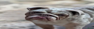 English Bulldog 2