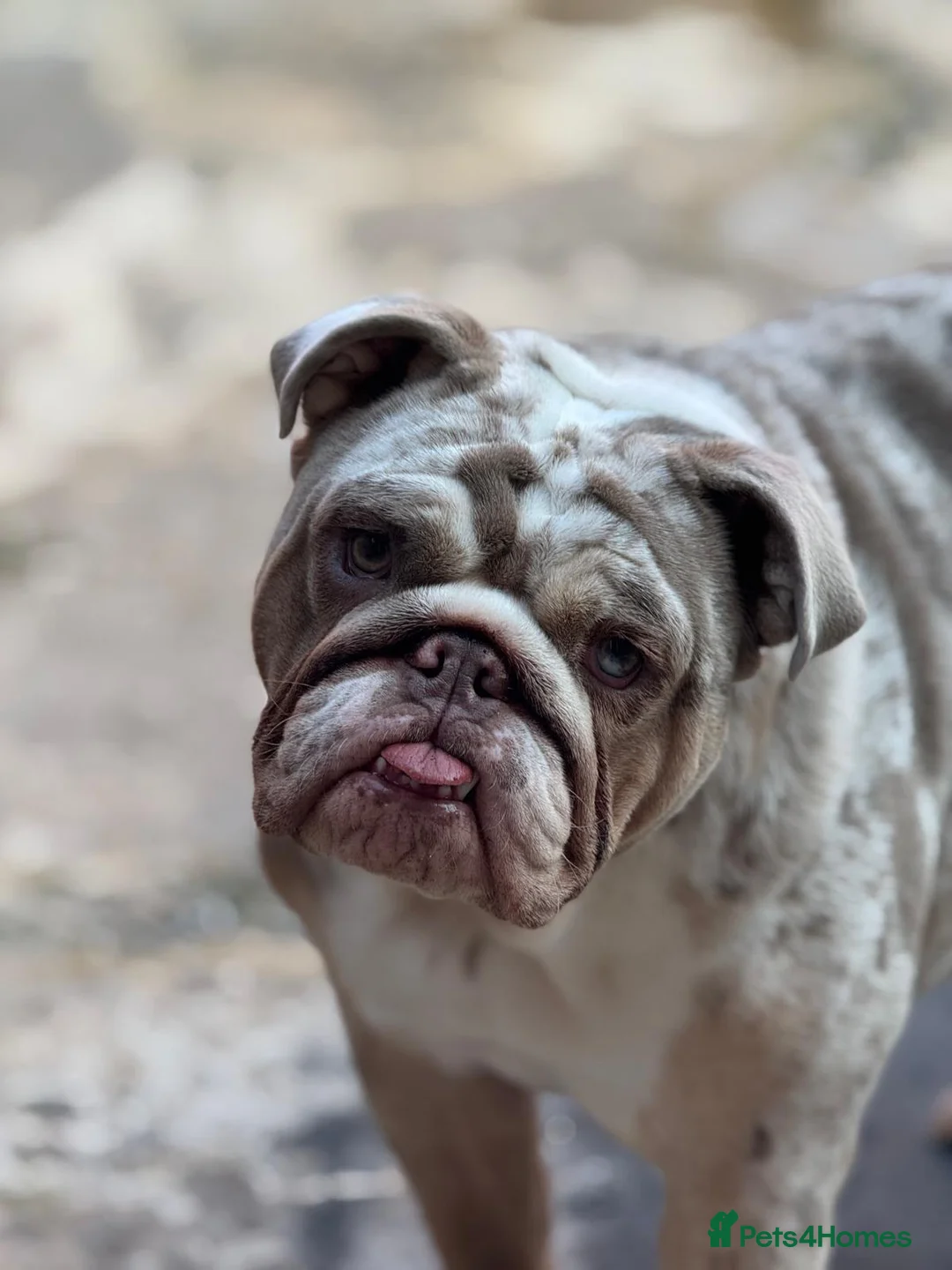 English Bulldog dogs for sale: Beautiful British bull dog puppies in Birkenhead - Advert 2