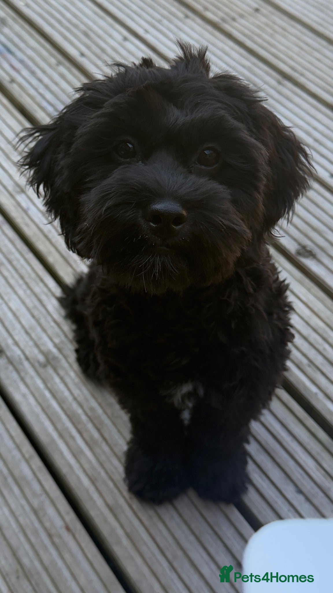 Shihpoo dogs Beautiful 6 month old Wilbur 💙 - Advert 1