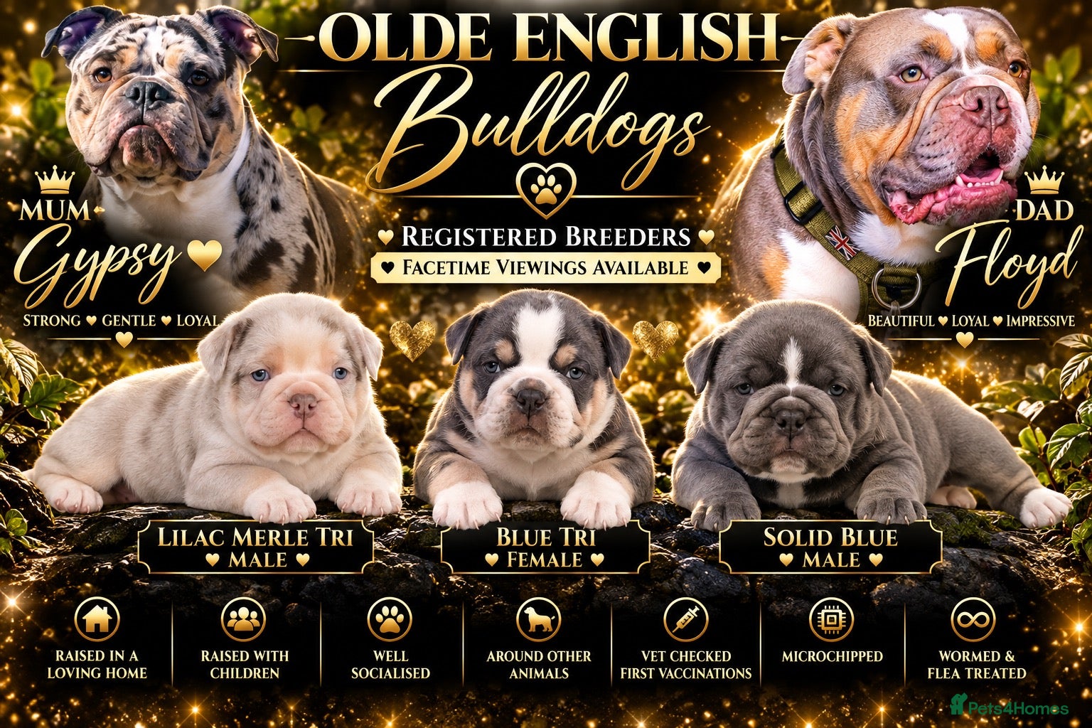 Olde English Bulldogge dogs Olde English bulldogs litter EXCEPTIONAL - Advert 5