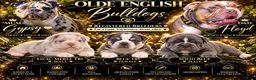 Olde English Bulldogge dogs for sale: Olde English bulldogs litter EXCEPTIONAL - Advert 1