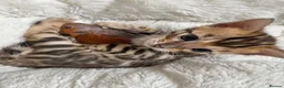 Bengal cats for sale: our stunning bengal boy lizard  - Advert 4