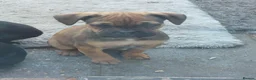 Mixed Breed dogs for sale: amazing corso x pocket bullys ready now  - Advert 6