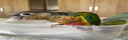 Conures birds for sale: Hand tame Green Cheek Conures in Newport - Advert 4