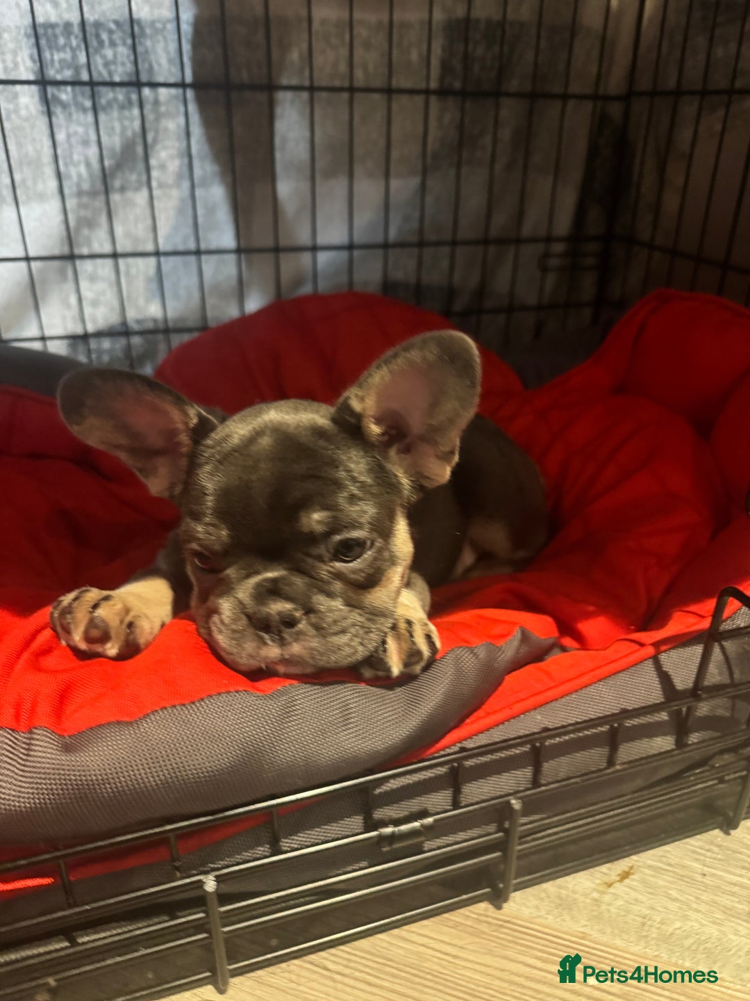 French Bulldog dogs for sale: 2 beautiful girls looking for their forever homes - Advert 5