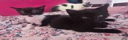 Mixed Breed cats for sale: 3 x female kittens in Hull - Advert 5