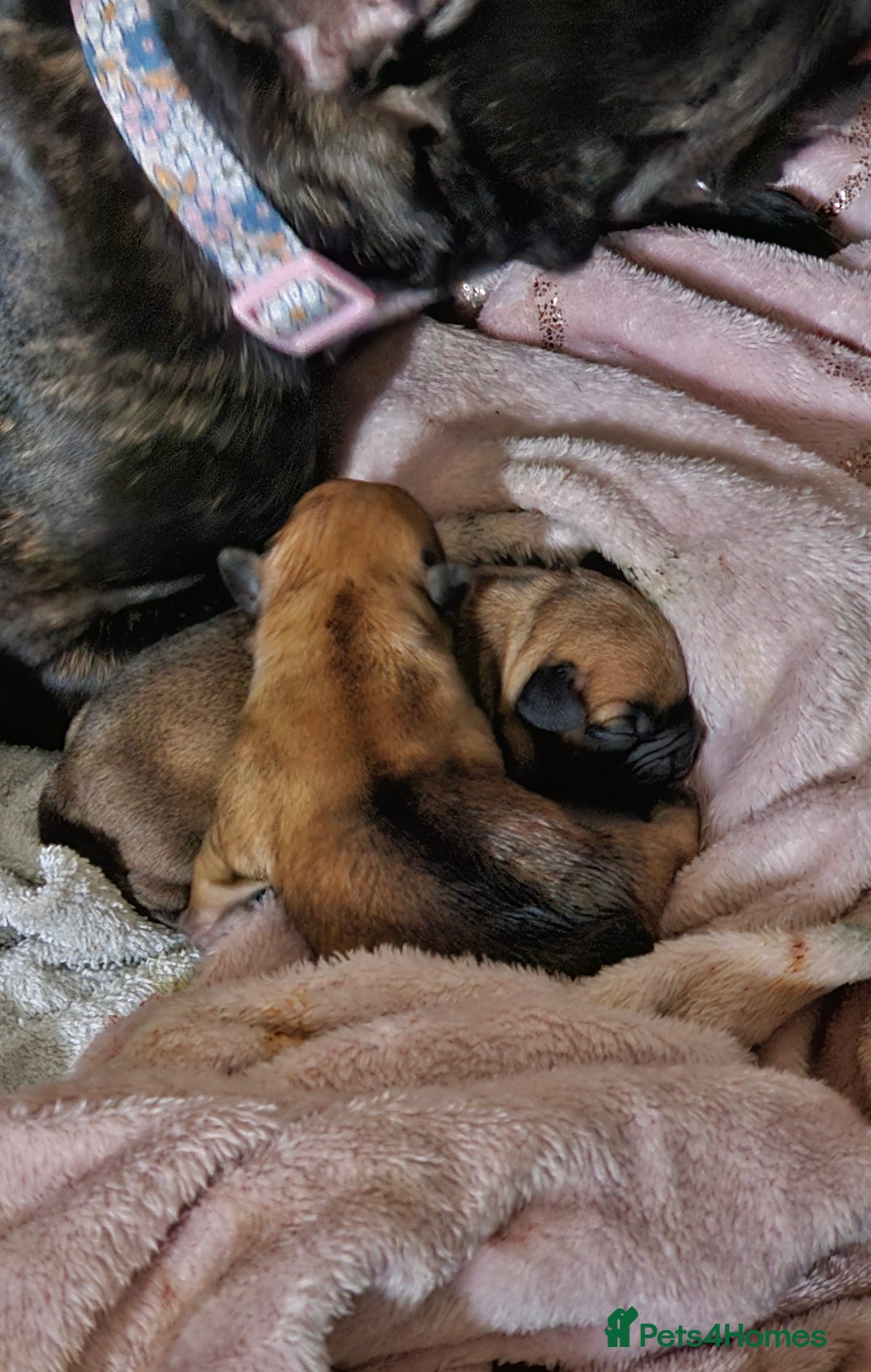 Bullmastiff dogs for sale: Bullmastiff puppy female  - Image 15