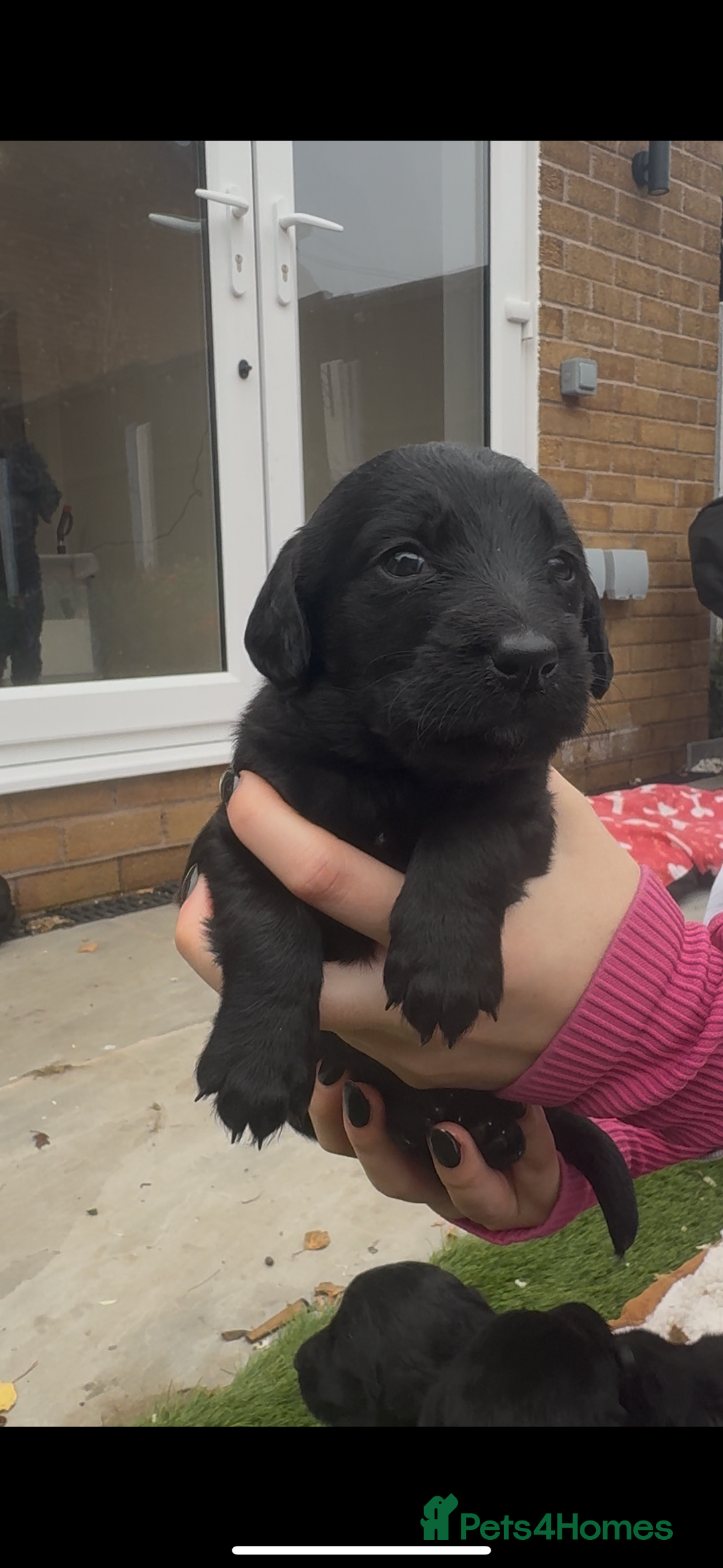 Labradoodle dogs for sale: Labradoodles  - Image 11
