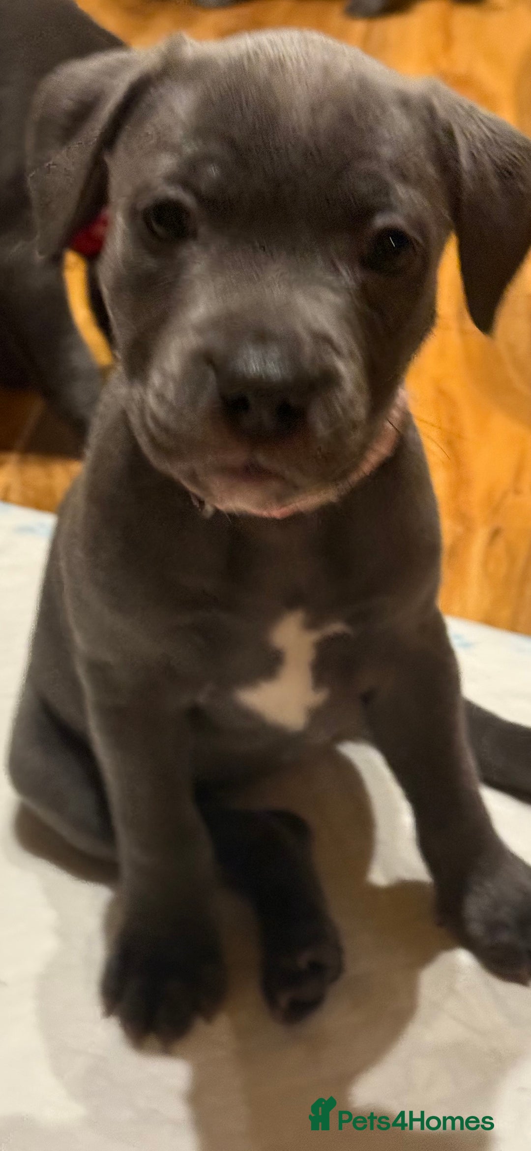 Staffordshire Bull Terrier dogs for sale: Lovely kc reg Staffordshire bull terrier puppies  - Image 14