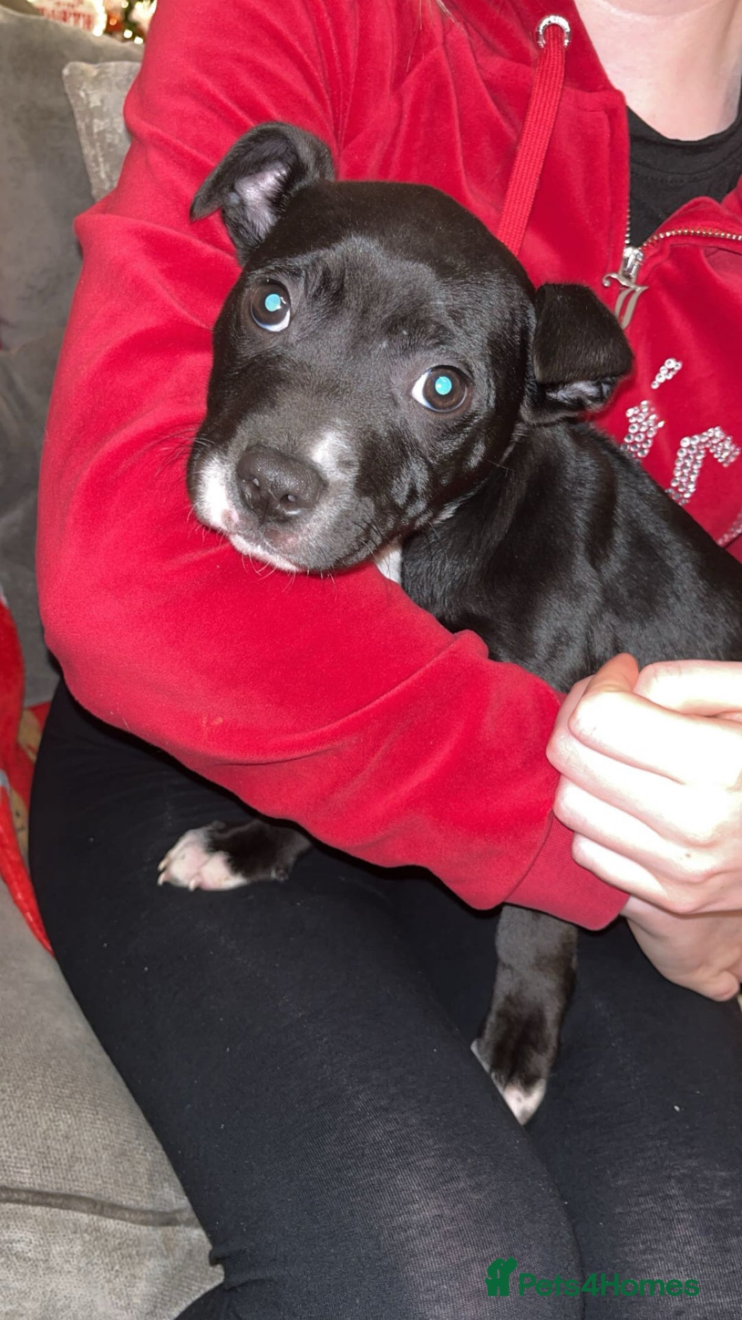 Mixed Breed dogs for sale: Male puppy  - Advert 3