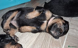 Mixed Breed dogs for sale: Boarder Rottie puppies  - Image 6