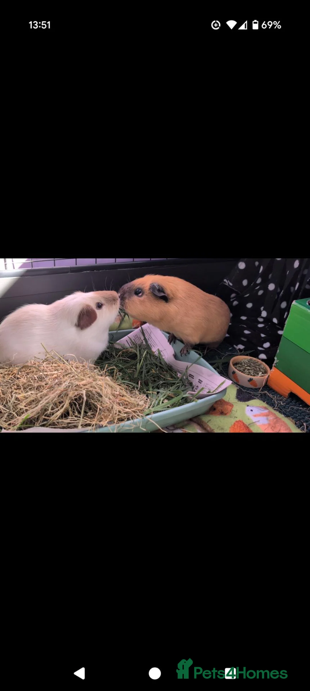 Guinea Pig rodents for sale: 2 Guinea Pigs and full set up - Advert 2