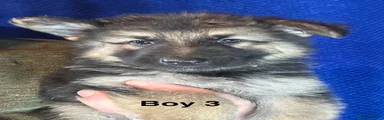 Boy 3
