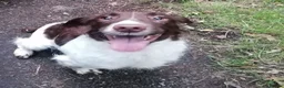 English Springer Spaniel dogs for sale: Beautiful springer spaniels - Advert 2