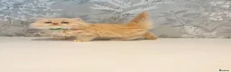 Persian cats for sale: Beautiful Long-Haired Persian Kittens - PKD neg - Advert 4