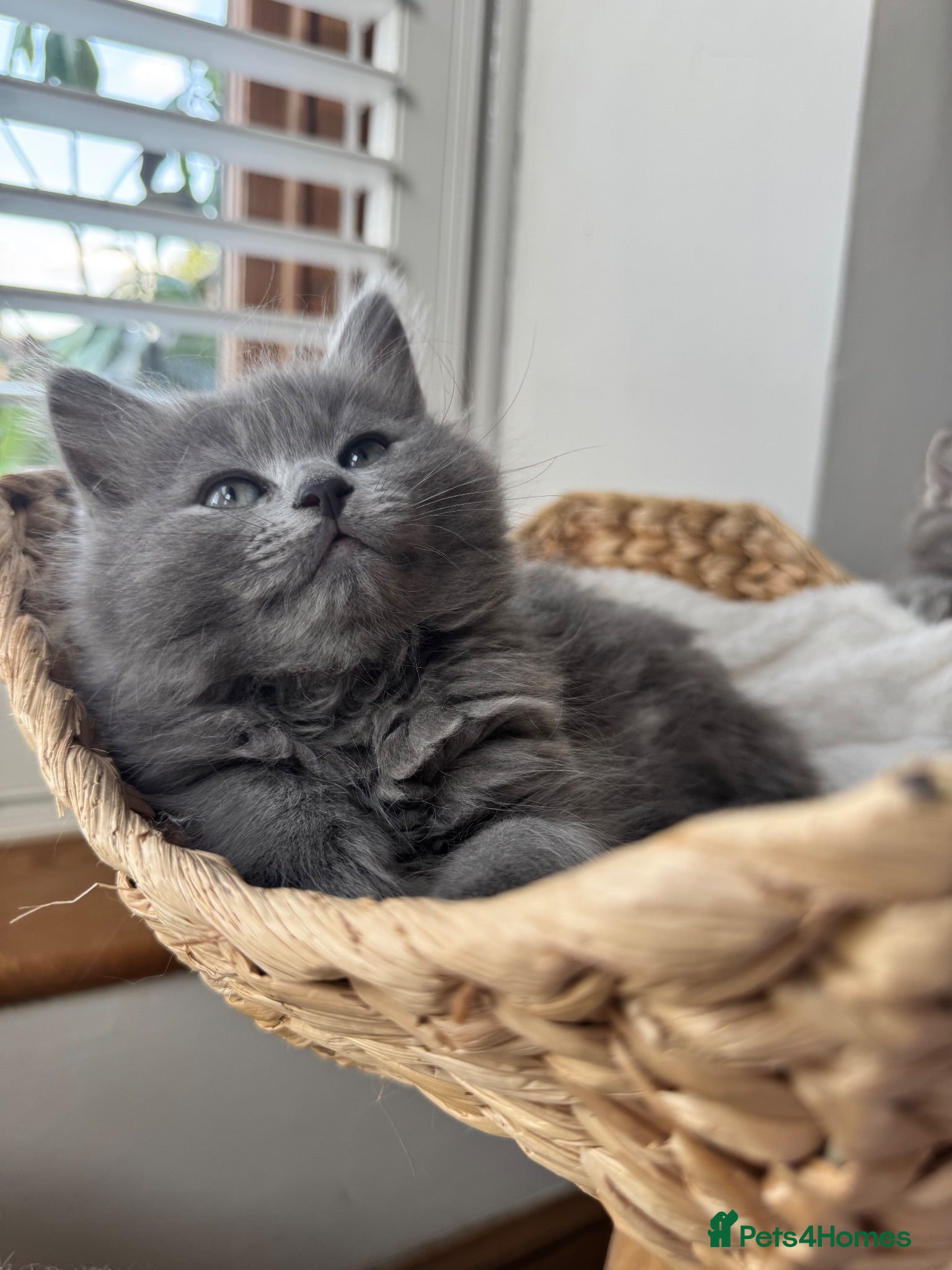 RagaMuffin cats for sale: Beautiful Ragamuffin (Ragdoll x BSH) kittens - Advert 1