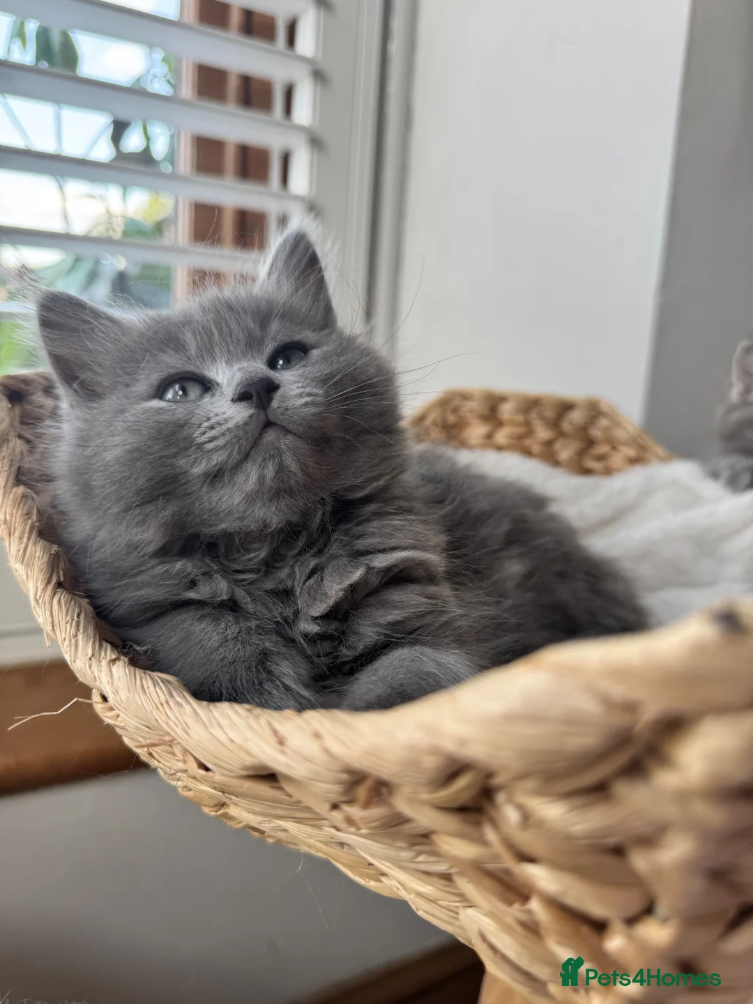 RagaMuffin cats for sale: Beautiful Ragamuffin (Ragdoll x BSH) kittens - Advert 1