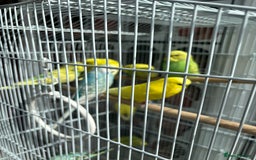Budgerigars birds for sale: Mixed 4 to 9 month old Budgies,1 year old canaries - Image 9