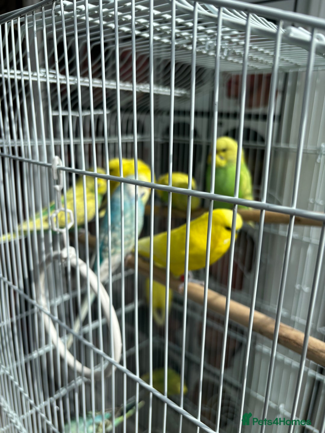 Budgerigars birds for sale: Mixed 4 to 9 month old Budgies,1 year old canaries - Image 9