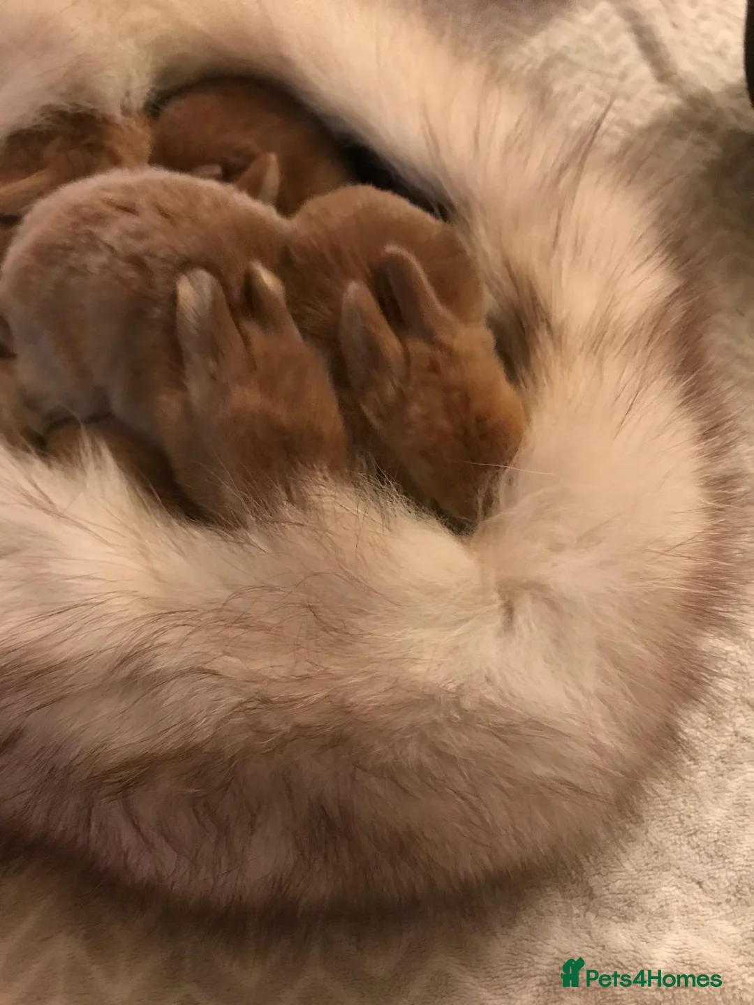 Mixed Breed rabbits for sale: Rabbits for sale!!!  - Advert 2