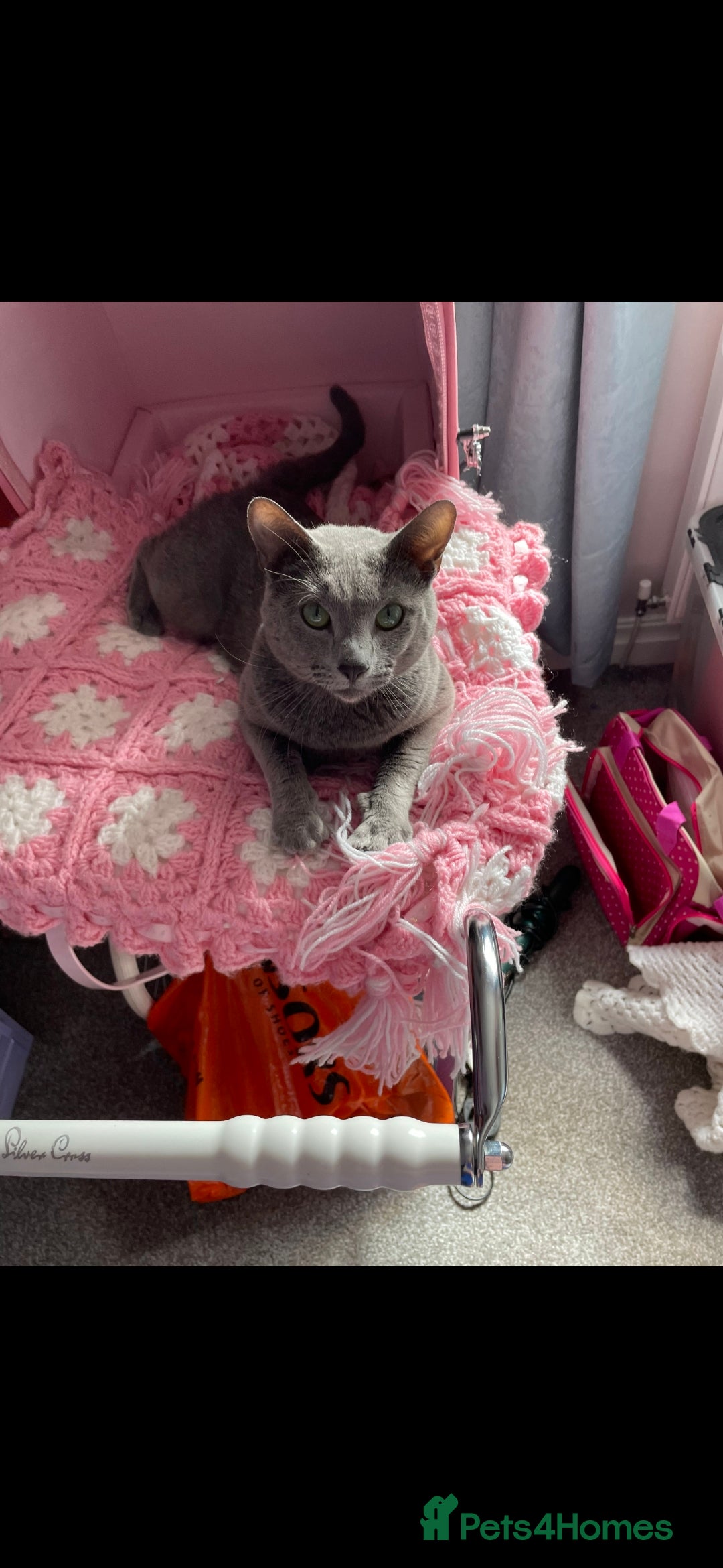 Russian Blue cats for sale: Russian Blue Male - Image 1
