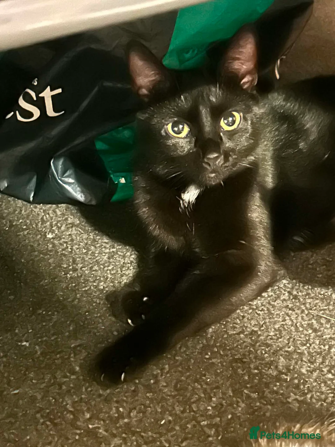 Mixed Breed cats for sale: Kittens  in Edinburgh - Advert 1