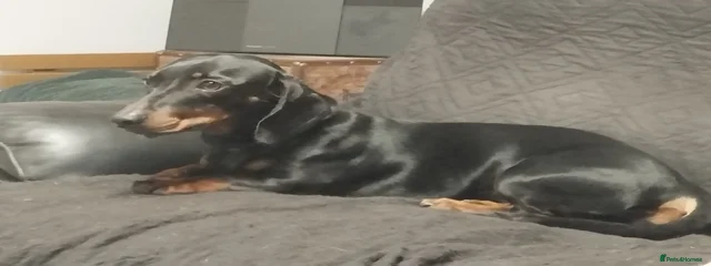 Stella