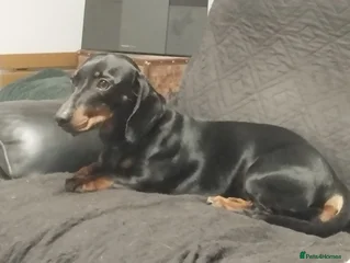 Stella