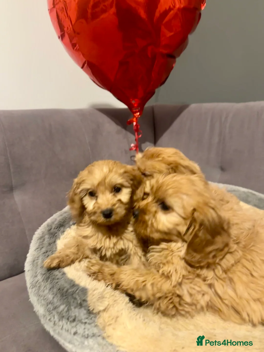 Cavapoo dogs for sale: Cavapoo puppies - Advert 7