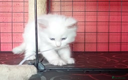 Maine Coon cats for sale: Maine Coon kittens in Manchester  - Image 27