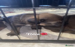 Mixed Breed dogs for sale: Beautiful Puppies For Sale!!! - Image 10