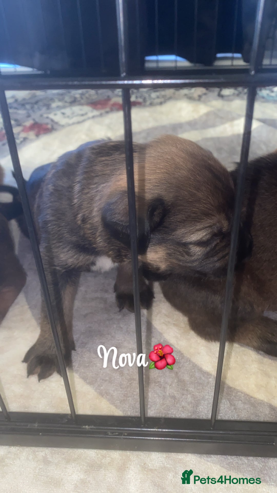 Mixed Breed dogs for sale: Beautiful Puppies For Sale!!! - Image 10