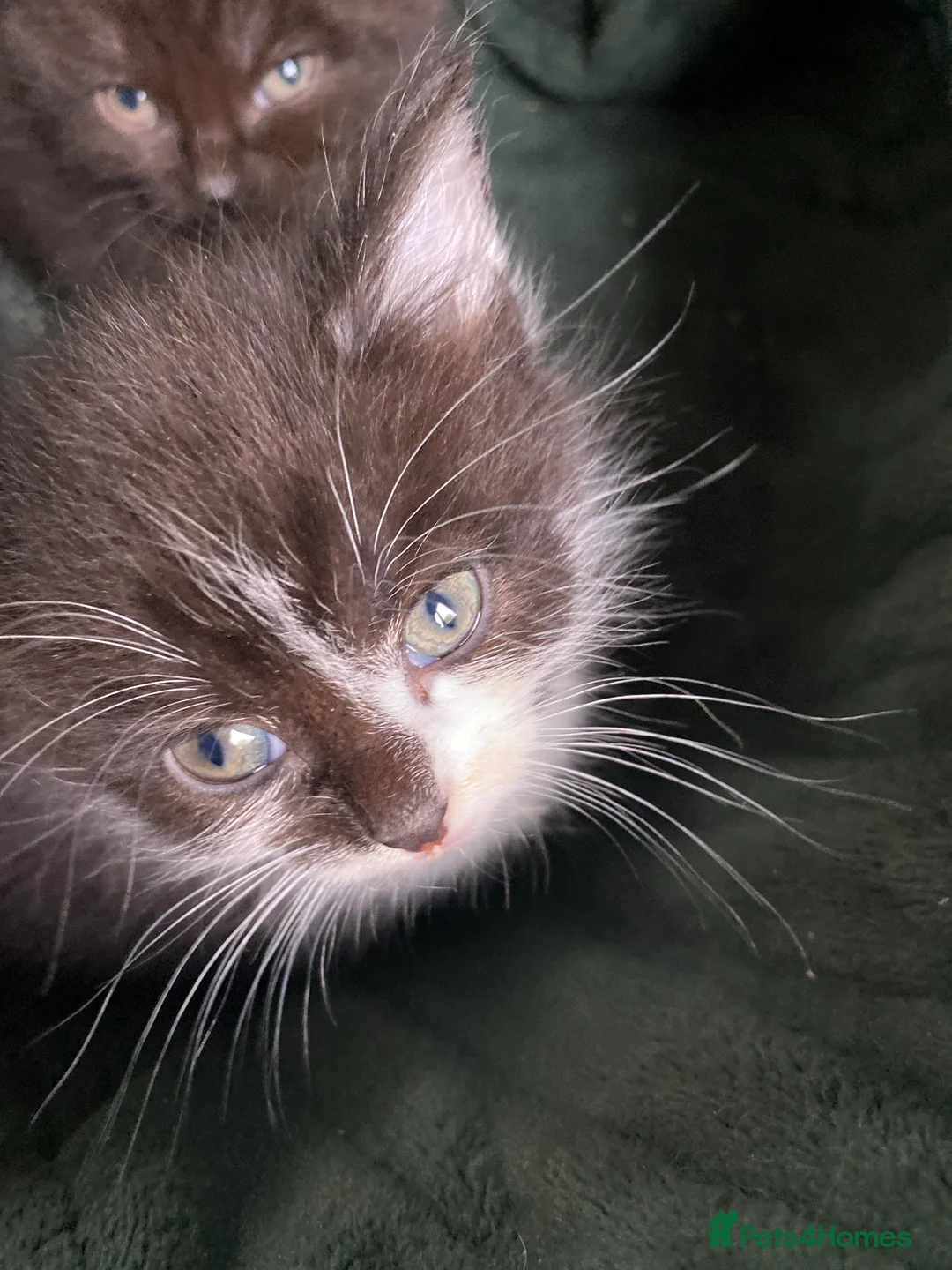 Mixed Breed cats for sale: Beautiful long haired fluffy kittens  - Advert 2