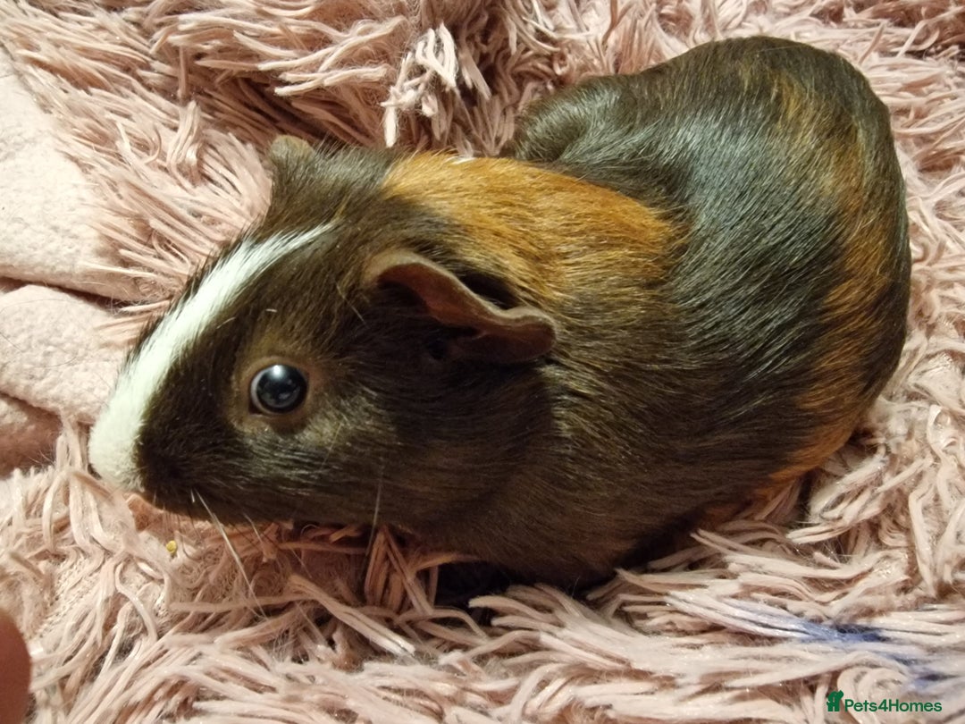 Guinea Pig rodents for sale: 5 beautiful gineapigs 4 boys 1 girl available now - Advert 18