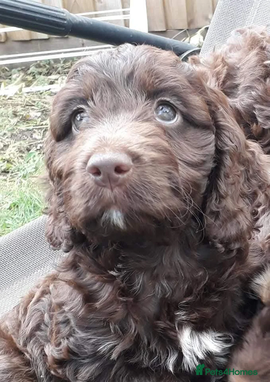 Cocker Spaniel dogs for sale: Beautiful show cockapoo litter due 1st march  - Advert 25