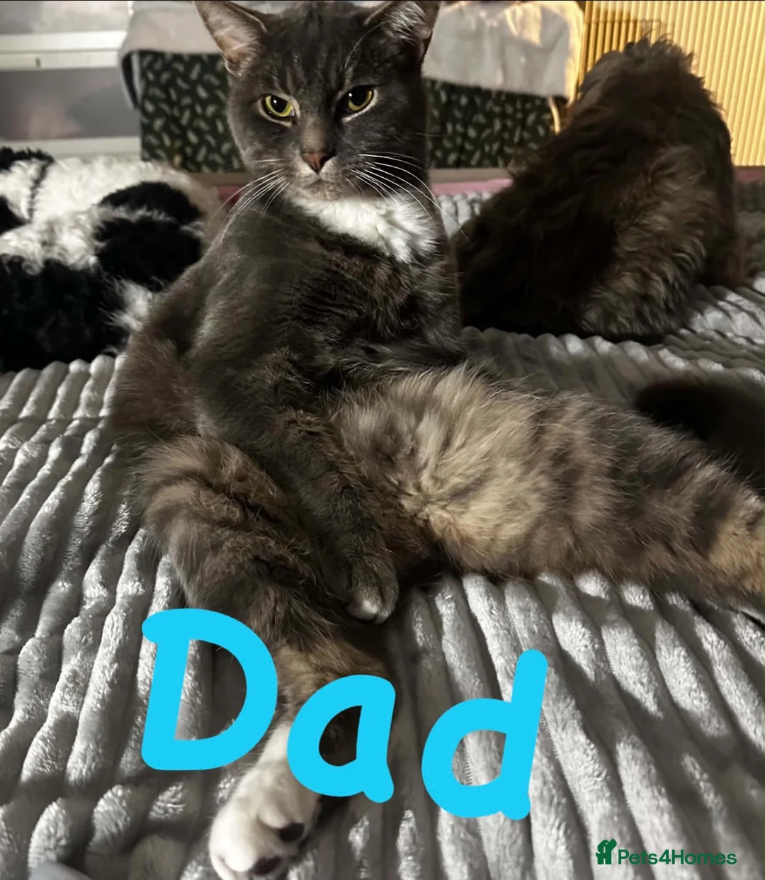 Mixed Breed cats for sale: HALF MAINE COONS  - Advert 11