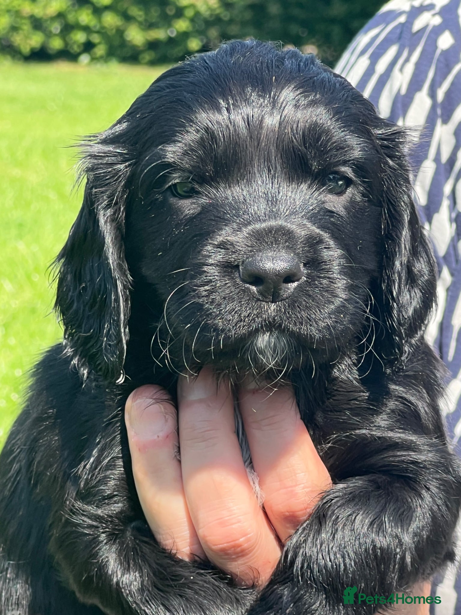 Cocker Spaniel dogs Strong bold WCS pups Excellent FTCH Pedigree  - Advert 2