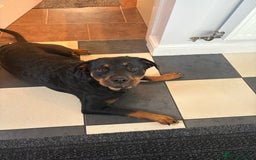 Rottweiler dogs for sale: 11 Pure bred Rottweiler - Image 10