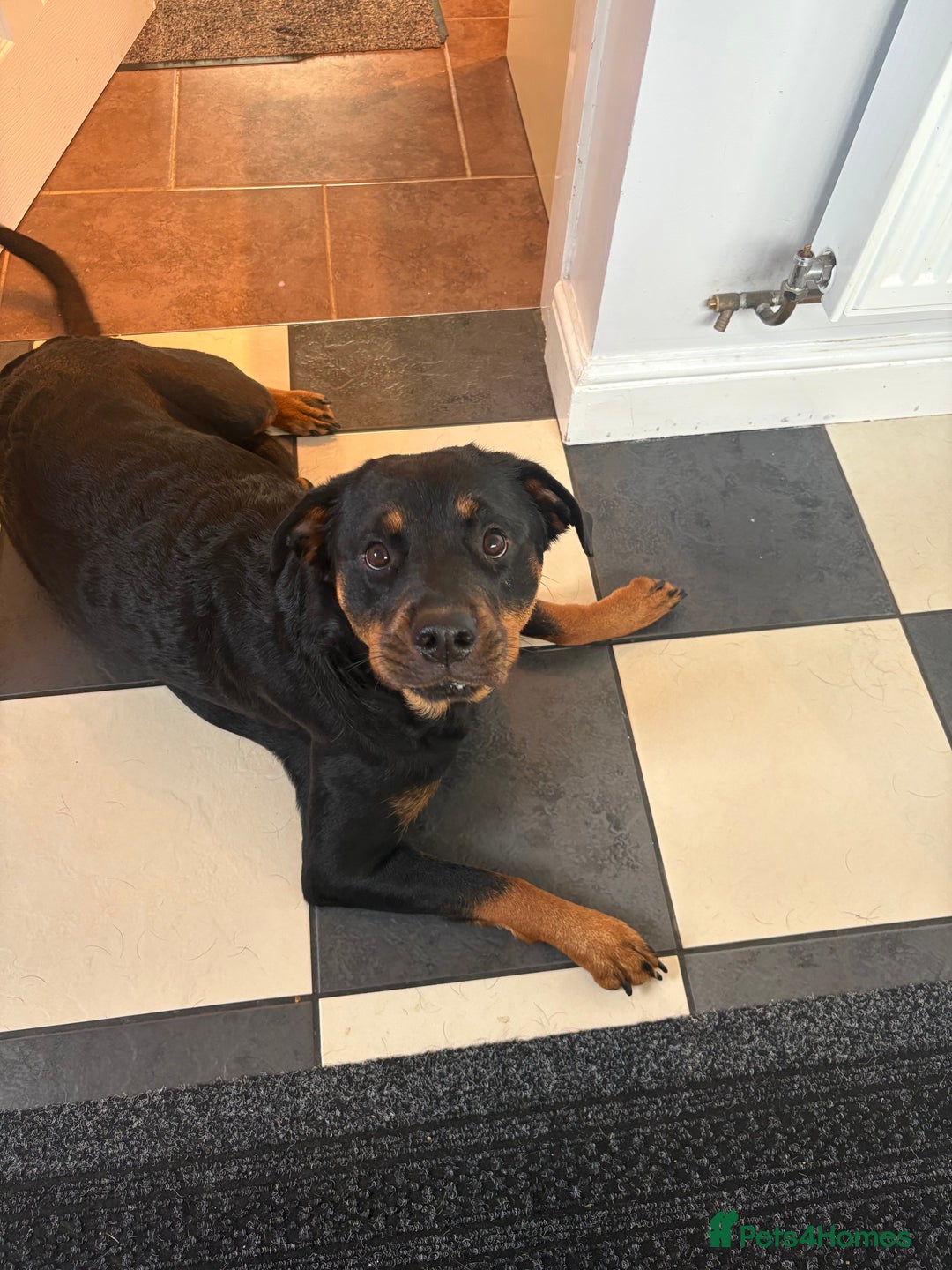 Rottweiler dogs for sale: 11 Pure bred Rottweiler - Image 10