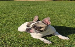 French Bulldog dogs for sale: Adorable French bulldogs puppies-ready soon - Image 7