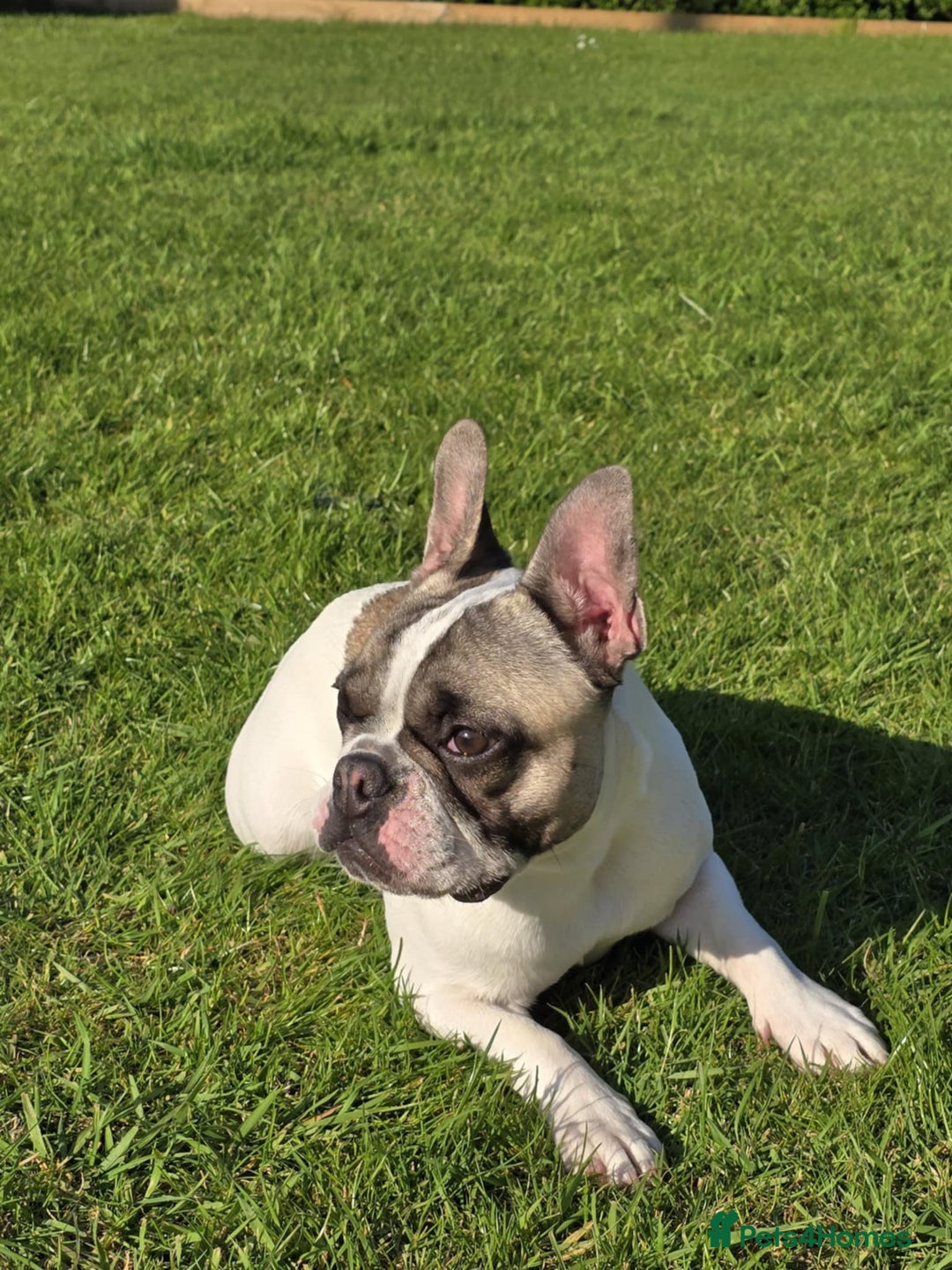 French Bulldog dogs for sale: Adorable French bulldogs puppies-ready soon - Image 7