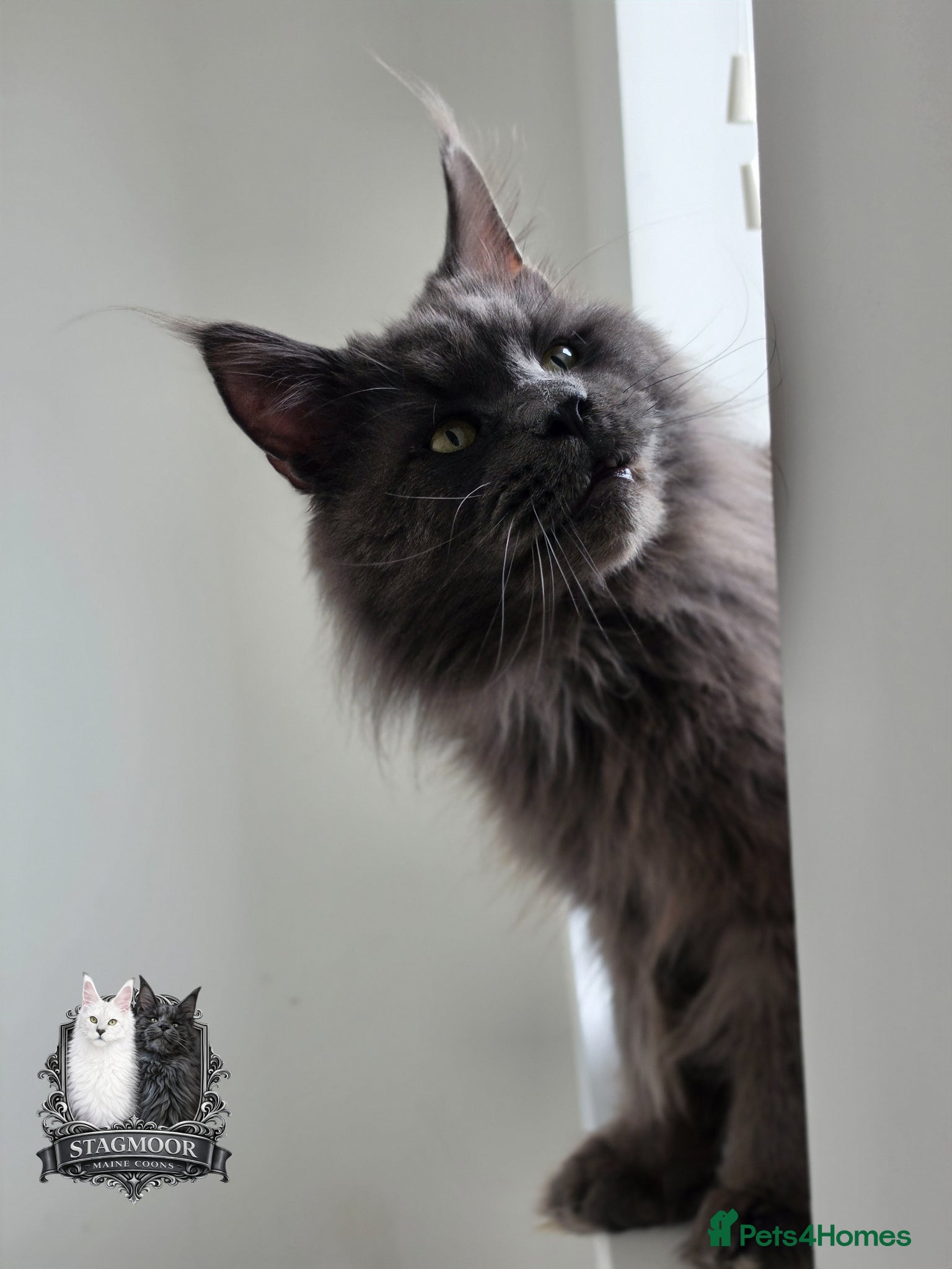Maine Coon cats Large Blue Smoke Stud GCCF / TICA registered  - Advert 1