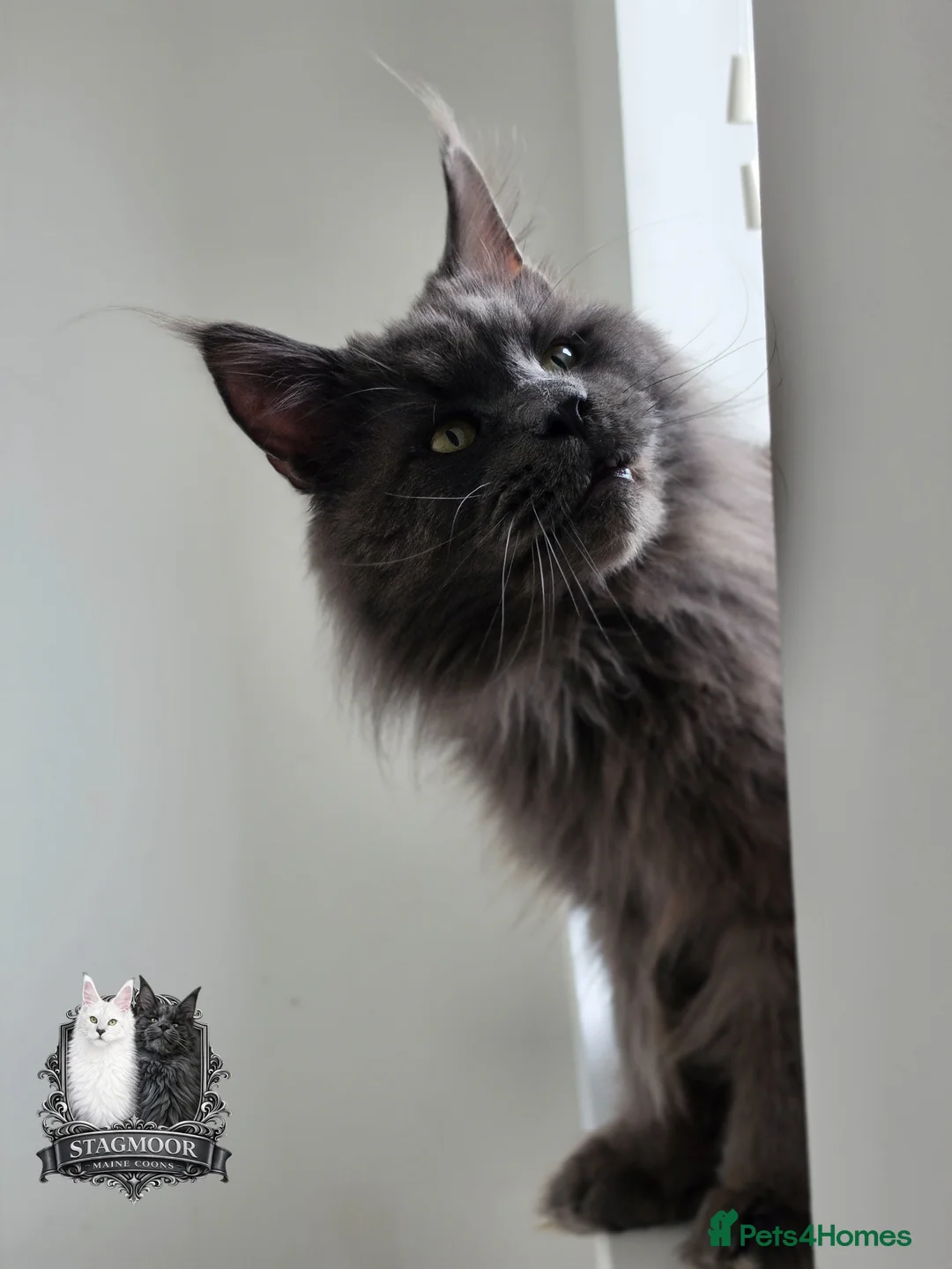 Maine Coon cats for stud: Large Blue Smoke Stud GCCF / TICA registered  - Advert 1